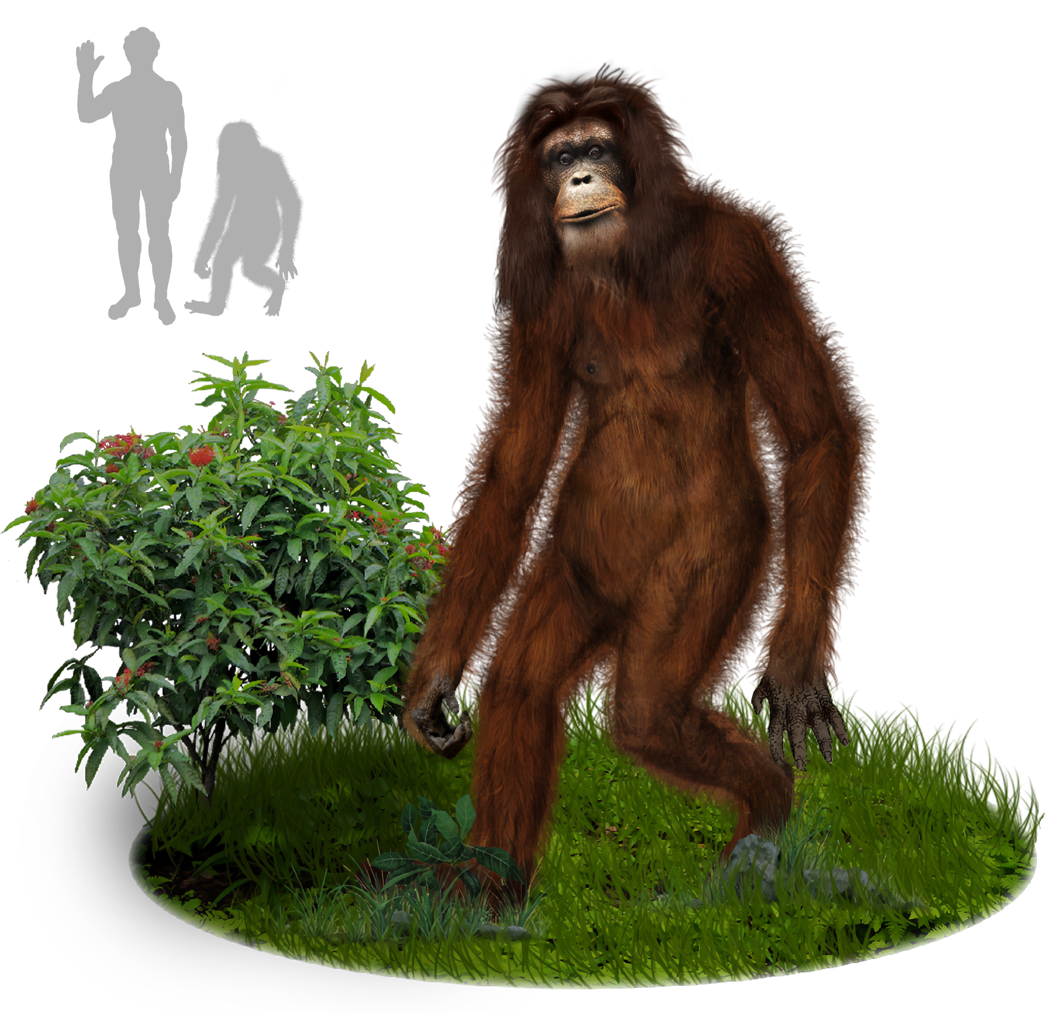 Illustration of the orang pendek, not a photograph