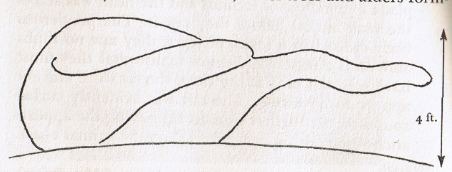 Witness sketch of the animal given by the Spicers to Constance Whyte