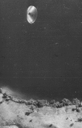 The Lago de Cote photograph as shown on Patrick Gross's site