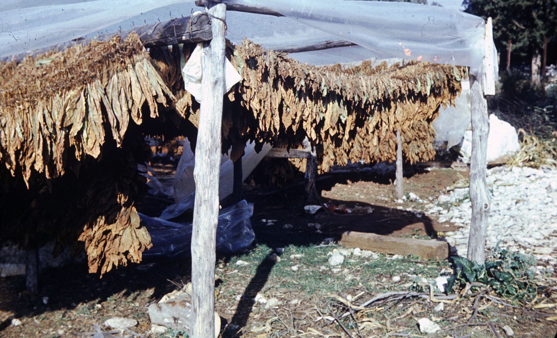 Tobacco drying in the village, 6 August 1981