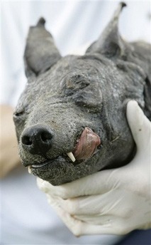 The frozen head of the Cuero chupacabra specimen, 2007