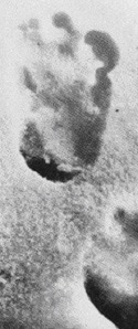 Shipton's close-up of the Menlung print as reproduced by Cryptomundo.