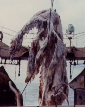 Yano photograph of the carcass, front view B