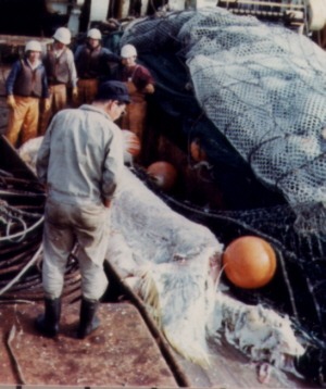 Yano photograph of the carcass on deck